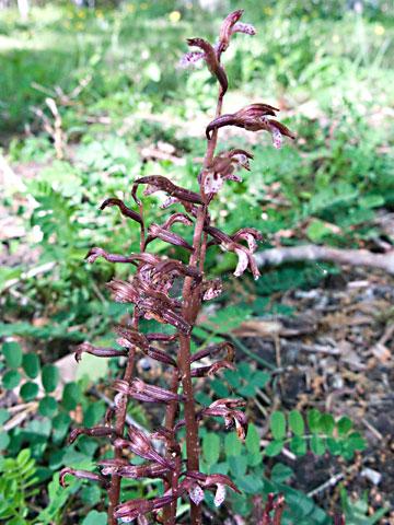entire plant